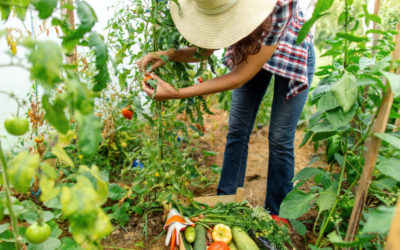 The Benefits of Supporting Local Farmers: Why Buy From Small-Scale Farms